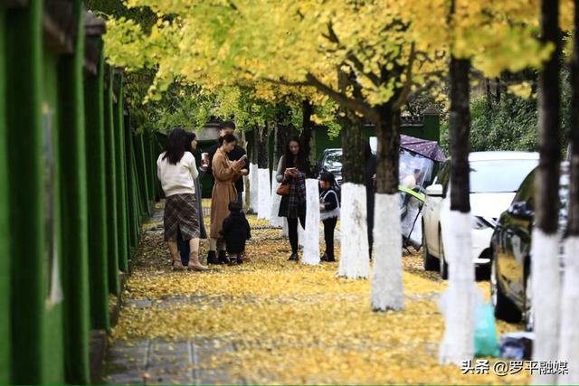 罗平：初冬限定美景上线 满城银杏铺就金色浪漫