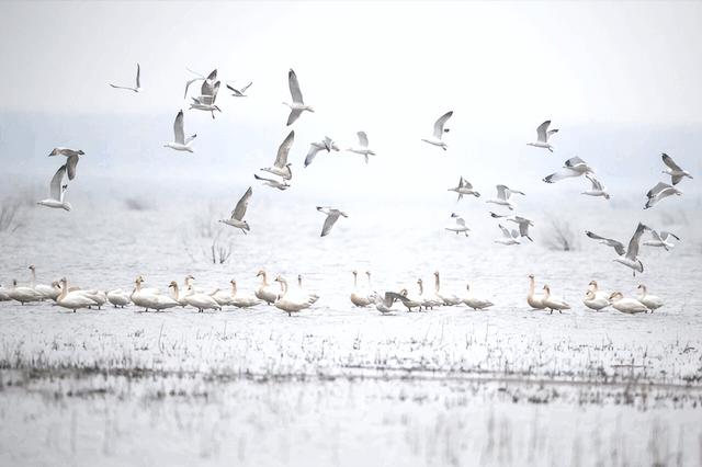 山东变身“候鸟天堂”，点击Get冬日限定浪漫