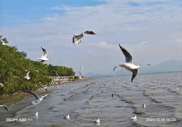 快乐的25/26深圳湾候鸟季