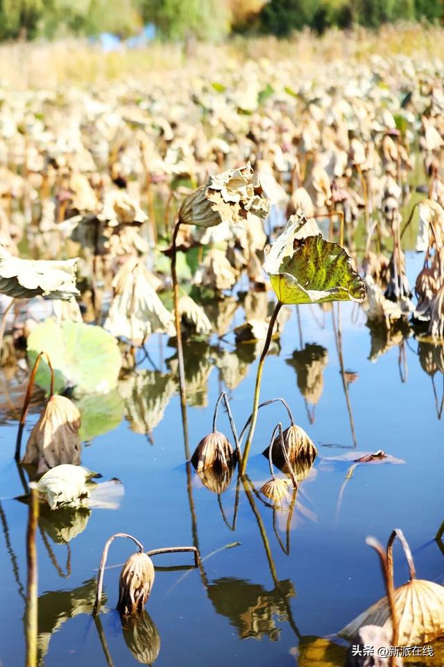 立冬已至，潍坊的秋意仍浓，这里的风景绝美