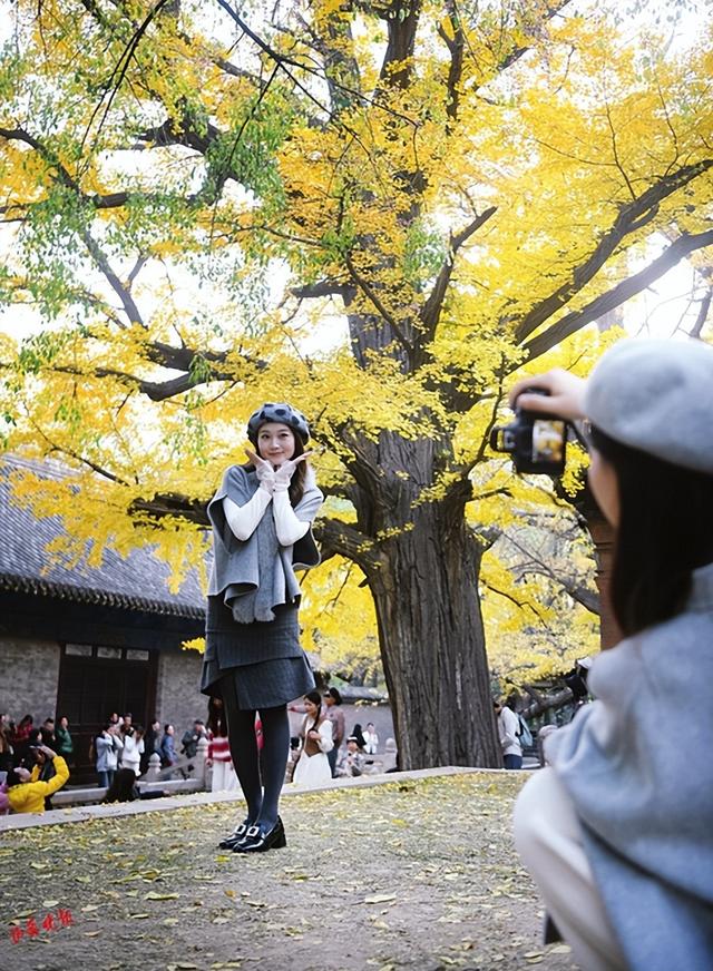 并州银杏黄 共醉一城秋