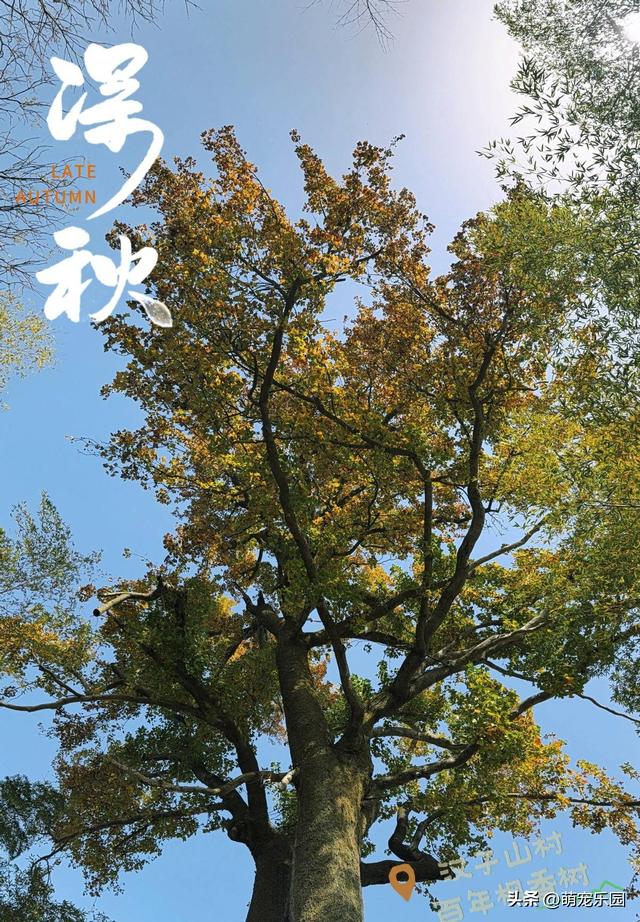 十一月底道观河，满山红叶如火海，湖心蝴蝶结美得让人窒息