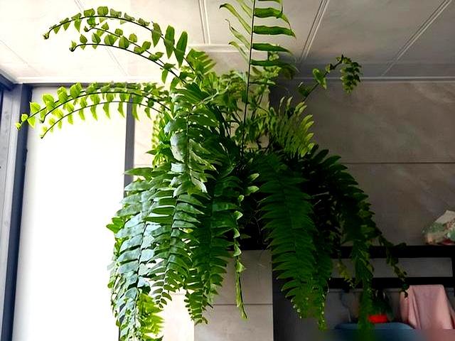 “阴花不能进阳宅”	，家里若有这5种花	。请赶紧“搬出去”！