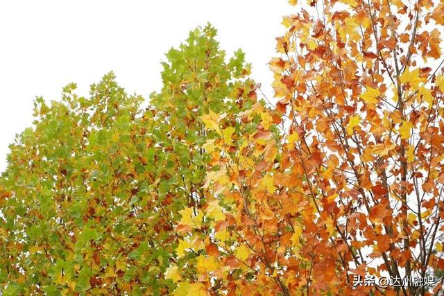 梧桐“染金”！初冬的万源风景如画