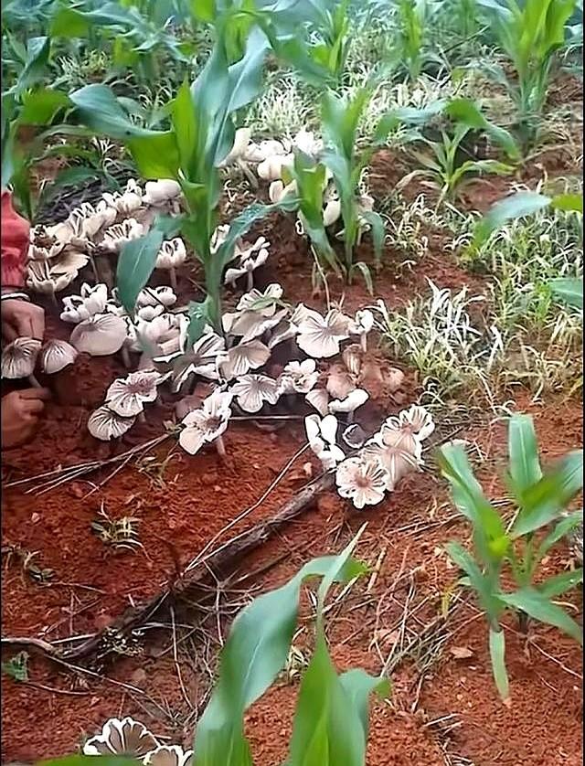 云南元江玉米地现大片鸡枞菌