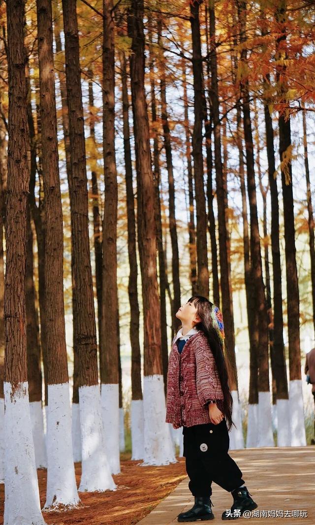 速报！这个地方银杏浓度达100%，赏芦苇、砍甘蔗，遛娃惊喜超多！