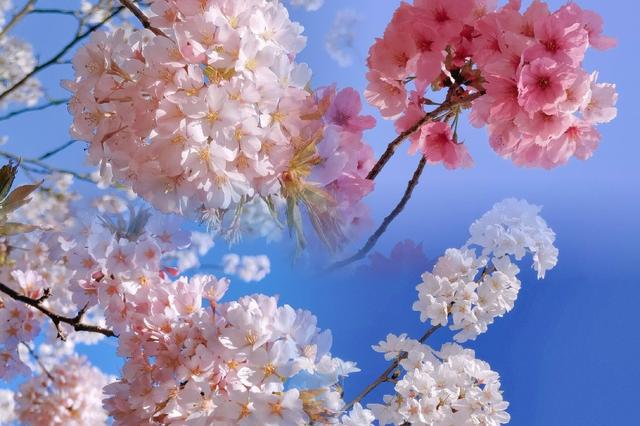 北京玉渊潭公园 樱花漫舞的诗意秘境