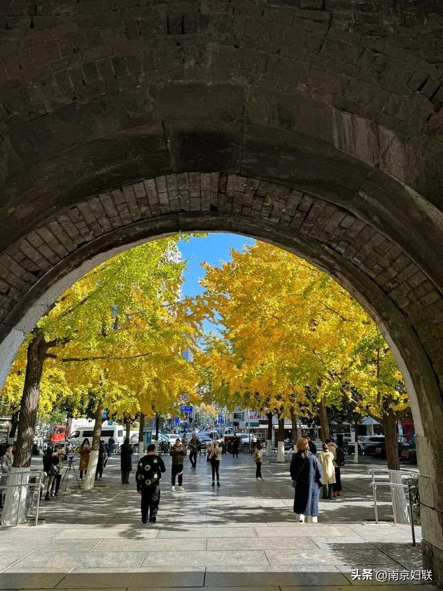 “含金量”渐满～南京的浪漫藏不住了！