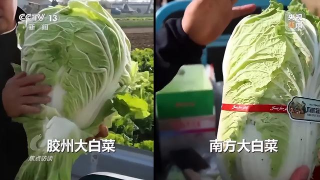 155元一棵白菜对比9毛一斤白菜