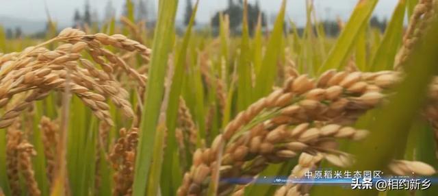 新乡古村镇:时光酿千年,归途是故乡