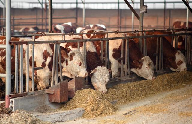 酒糟喂牛，越喂越瘦！创盈牛“三段育肥”方案，把酒糟变催肥神器