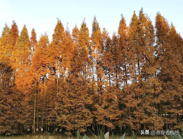 成都旅游真厉害，水杉红又被国际“种草”，这5处超级壮观！