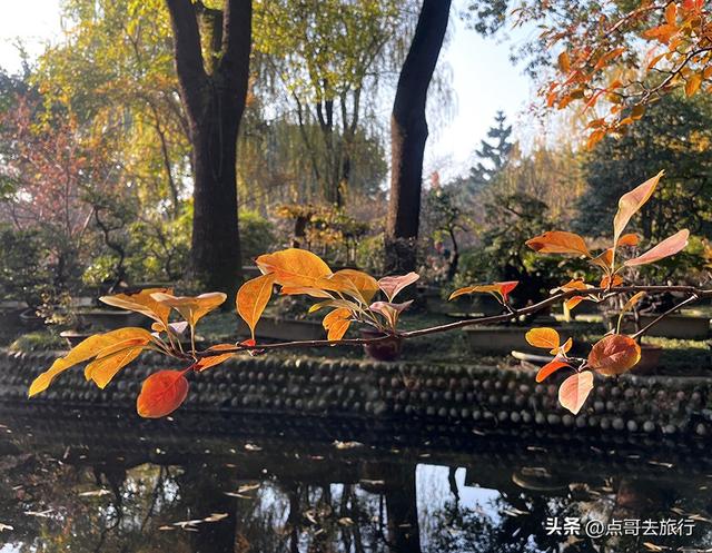 成都被私藏的彩林公园，流金溢彩，充满老城烟火气，地铁公交直达