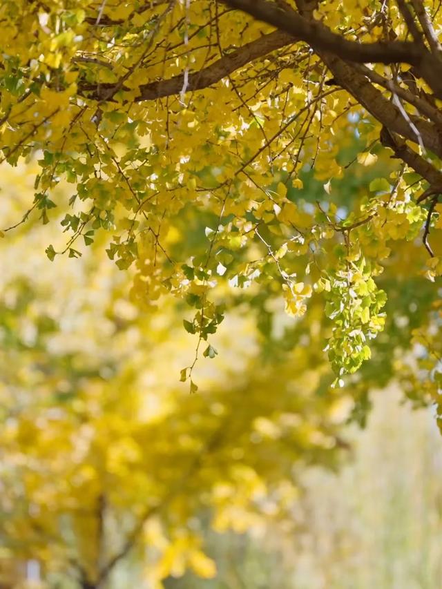 天气很冷,大理很“热”