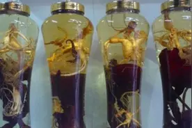 鹿鞭泡酒，就是交智商税图片