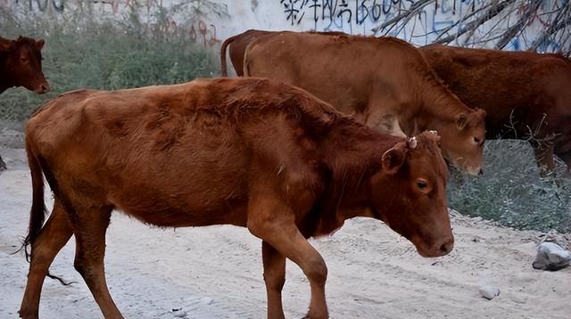 比黄金还贵！1公斤卖165万，之前在农村被当成垃圾	，为何现在暴涨