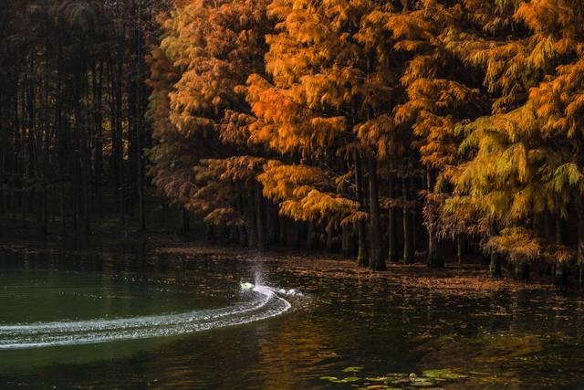 藏不住了，宜昌变身秋日调色盘！这5个绝美景点不去可惜！