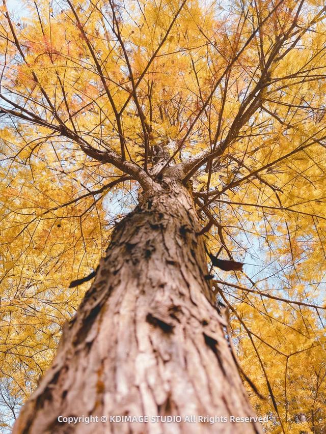深圳秋日限定：三处落羽杉秘境，邂逅南国绚烂！