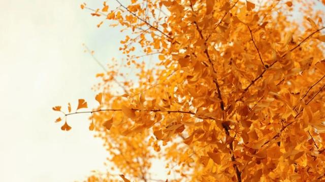 一叶知秋，一树成金，又到银杏醉美时