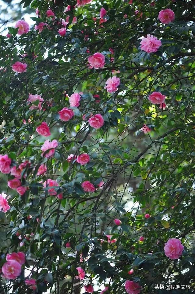 昆明限定浪漫！金殿 “花” 式浪漫等你来解锁→