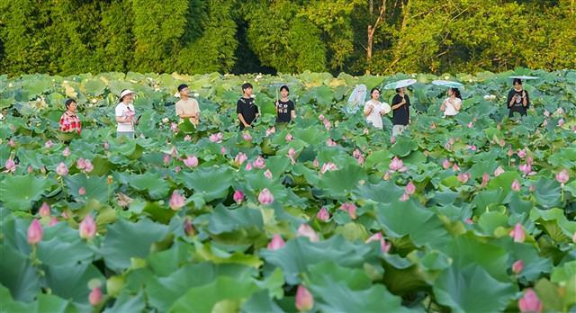 60余亩荷花次第开！双塘村这份夏日美景请查收#重庆垫江