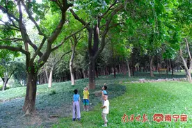 注意！这种吊在树上的瓜，不能吃！图片