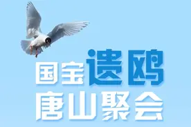 “国宝”遗鸥唐山聚会图片