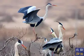 甘肃合水：生态环境持续变好 苍鹭如期归巢图片