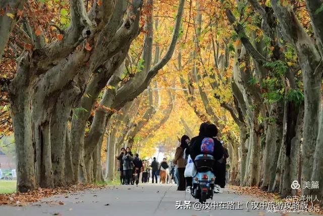 汉中老厂区的梧桐大道，太火了！