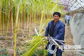 南蔗北种在河东图片