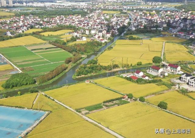 奉贤的秋天，才是上海隐藏的“顶流”！