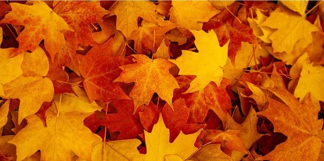 红叶漫山涧！来汉江源，邂逅一抹绝色秋光