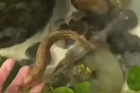 笑喷了！女生把泥鳅当宠物养，养得竟熟练沟通，评论区笑抽了图片