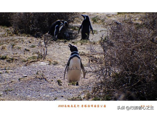 南极南美三国行游影记（76）—阿根廷旁塔汤布国家公园（三）