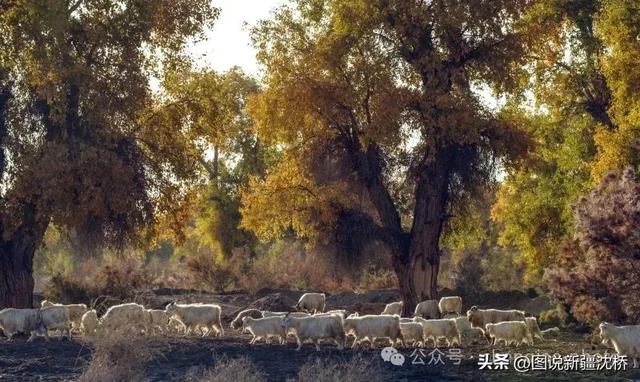 【塔里木河的记忆】塔里木河,再次唱出生命的歌(上)