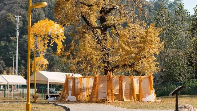 出发吧！自驾银杏谷路线来啦！