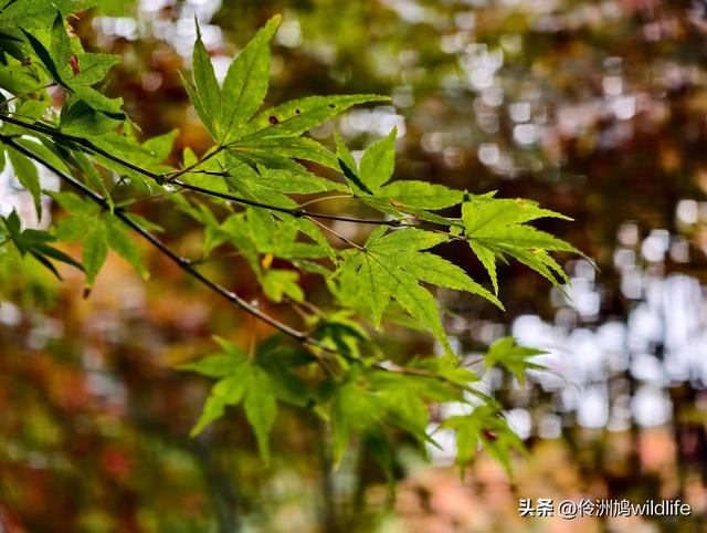 四川行(73)什邡红枫岭徒步到钟鼎寺