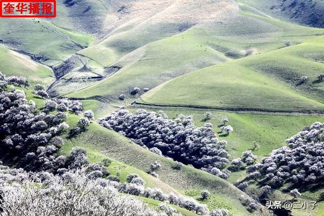 新疆伊犁：那拉提杏花绽放在山谷