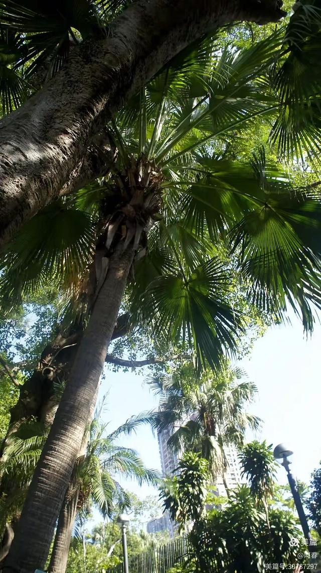 澳门白鸽巢公园