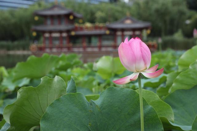 西安最值得去的6大免费景点，太好玩了！送给第一次去西安的你