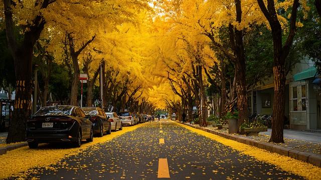 广东10城深秋限定！红叶银杏+古寺，小众路线美到刷爆朋友圈！