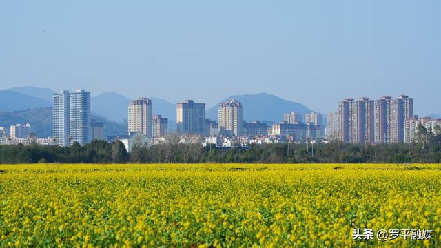 罗平：油菜花梯次绽放 向人们发出春天的邀请