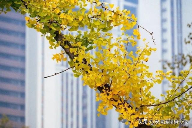 陕西渭南：人和公园亭台楼阁 秋色宜人 风光无限好