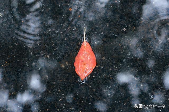 老话“雨淋中秋节，寡妇也发愁”，是啥意思？中秋下雨有啥预兆？