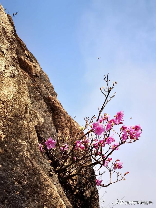 丹东凤凰山最高山峰一枝花