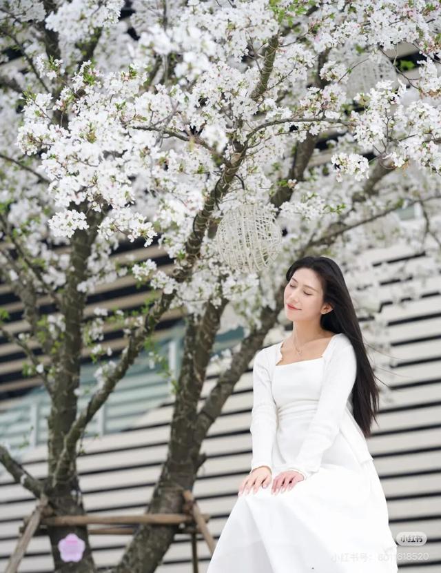 这个春天的浪漫是赣江新区给的，樱花雨的时间就在…