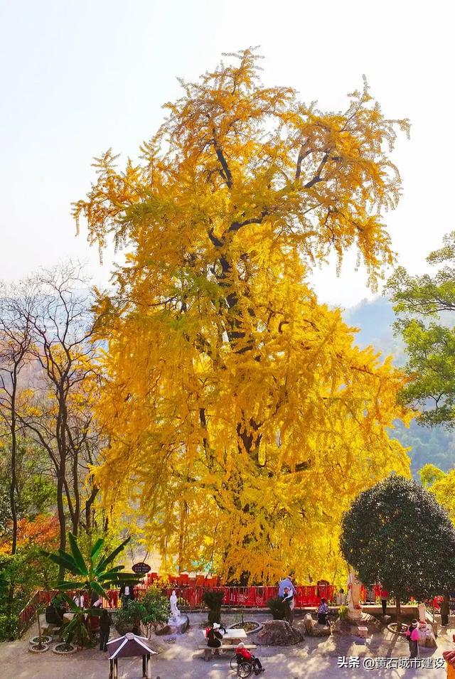 最大1600岁!黄石这几棵银杏王 你都打卡了吗?