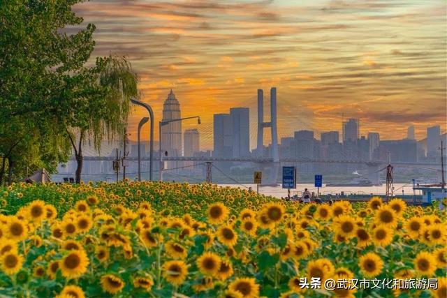 武昌花海又上新，美得很治愈！