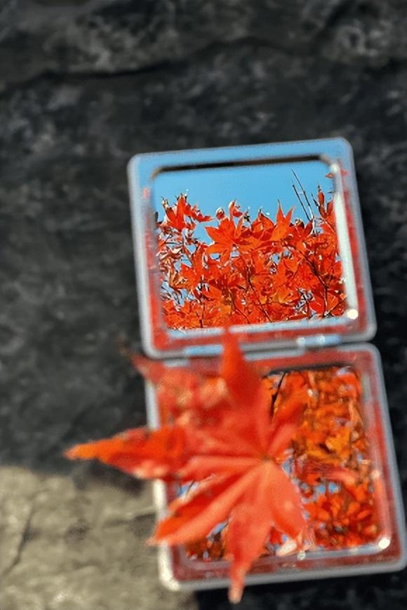 “植愈力”满分！金坛茅山秋冬植物大赏~