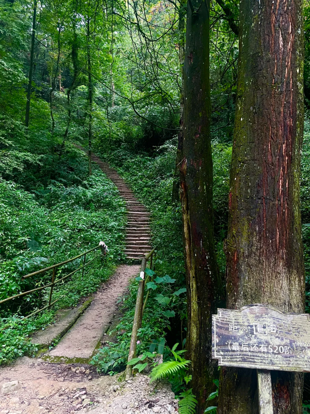 闯入青城山秘境！人少景美适合亲子徒步，还有成都最贵斋饭50元
